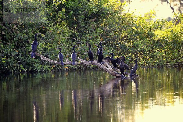 Olivenscharbe (Phalacrocorax brasilianus)  Gruppe auf Warte  sitzt auf trockenem Ast am Wasser  Pantanal  Mato Grosso  Brasilien  Südamerika