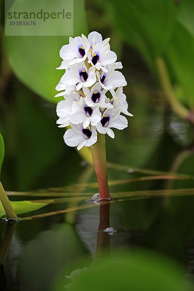 Wasserhyazinthe (Eichhornia crassipes)  Blüte  blühend  Pantanal  Mato Grosso  Brasilien  Südamerika