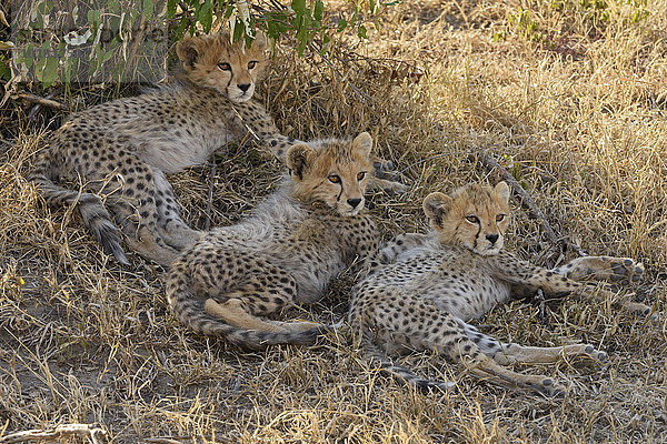 Drei junge Geparde (Acinonyx jubatus) liegen im Schatten  Masai Mara  Narok County  Kenia  Afrika