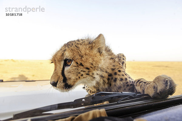 Ein junger Gepard (Acinonyx jubatus) klettert auf einem Auto herum  Masai Mara  Narok County  Kenia  Afrika