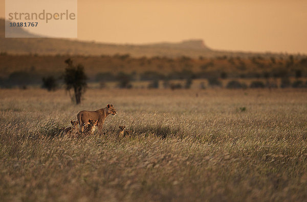 Löwin (Panthera leo) mit ihren Jungen im Abendlicht im Grasland  Amboseli  Kenia  Afrika
