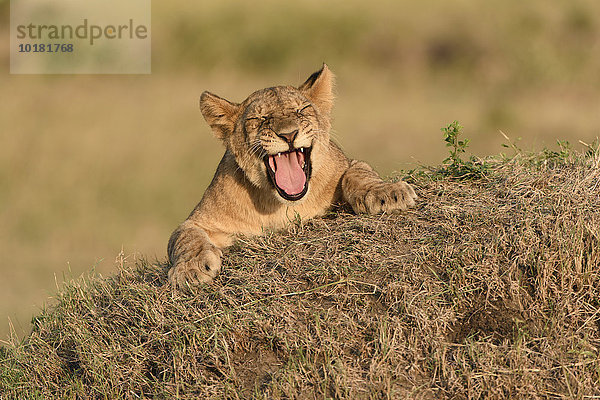 Löwe (Panthera leo)  Gähnendes Löwenjunge  Masai Mara  Narok County  Kenia  Afrika