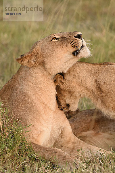 Löwen (Panthera leo)  Löwin schmust mit Jungtier  Masai Mara  Narok County  Kenia  Afrika