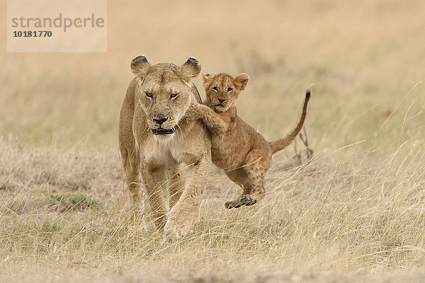 Löwin (Panthera leo) mit Jungem  Löwenjunges (Panthera leo) beim Spielen  Masai Mara  Narok County  Kenia  Afrika