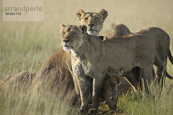 Zwei Löwinnen (Panthera leo) beschützen die Jungtiere  Masai Mara  Narok County  Kenia  Afrika