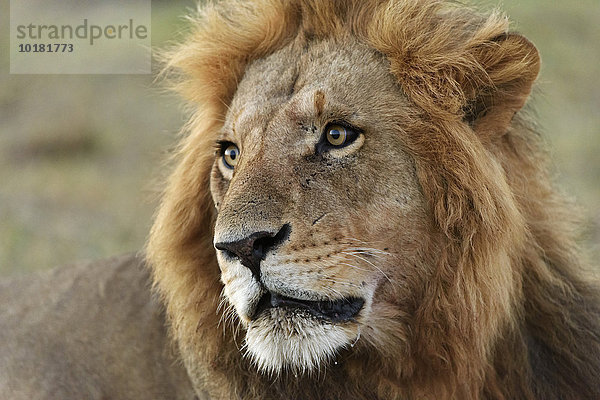 Männlicher Löwe (Panthera leo)  Portrait  Masai Mara  Narok County  Kenia  Afrika