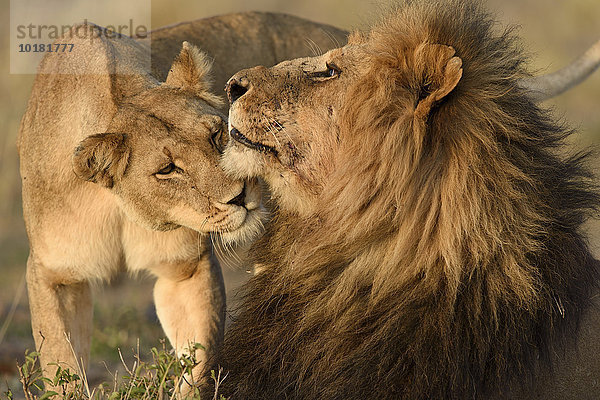 Löwen (Panthera leo) beschnuppern sich  Masai Mara  Narok County  Kenia  Afrika