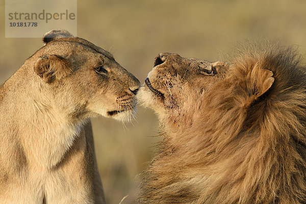 Löwen (Panthera leo) beschnuppern sich  Masai Mara  Narok County  Kenia  Afrika