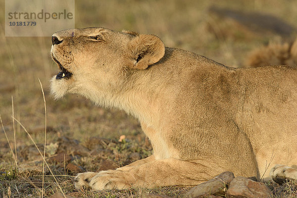 Löwin (Panthera leo) flehmt  Masai Mara  Narok County  Kenia  Afrika