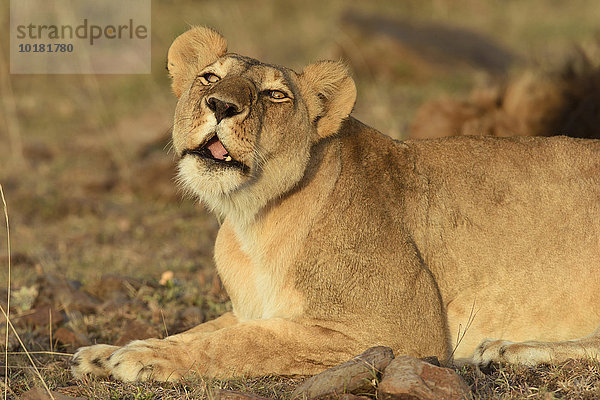 Löwin (Panthera leo) flehmt  Masai Mara  Narok County  Kenia  Afrika