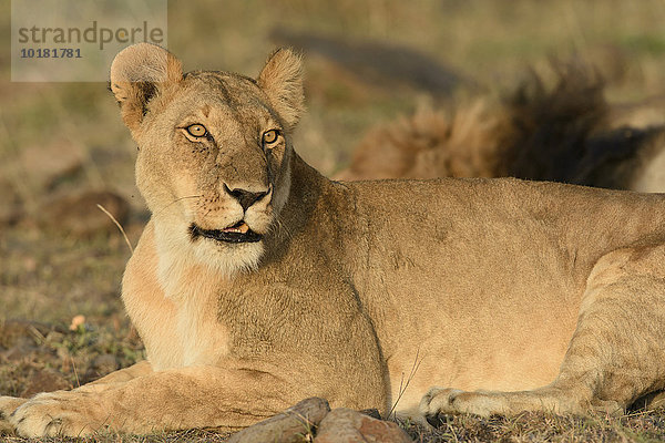 Löwin (Panthera leo)  Masai Mara  Narok County  Kenia  Afrika