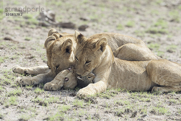 Zwei junge Löwen (Panthera leo) töten eine Wildkatze (Felis silvestris)  Amboseli  Kenia  Afrika