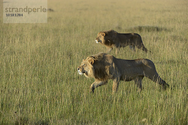 Zwei nomadisierende  männliche Löwen (Panthera leo) mit Katzenbuckel bei der Attacke  Masai Mara  Narok County  Kenia  Afrika