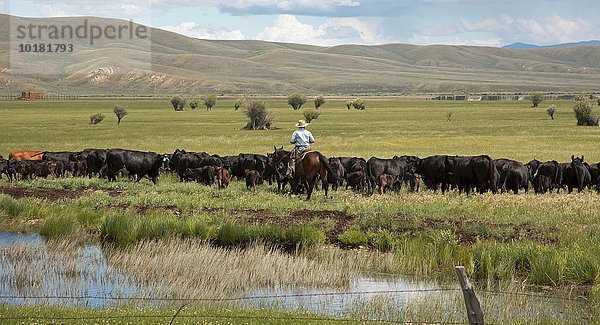 Cowbos treibt Rinder  Vieh durch eine Weide auf einer Ranch  Walden  Colorado  USA  Nordamerika