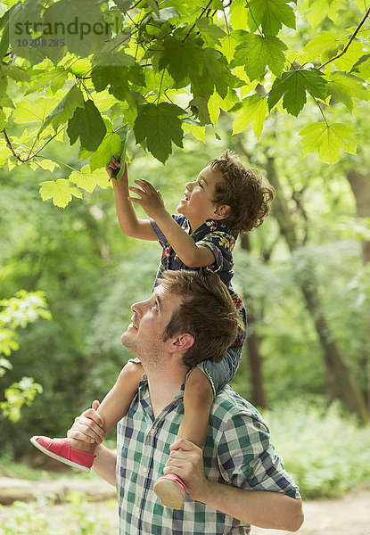 Vater trägt den Sohn auf den Schultern und greift nach Baumblättern.