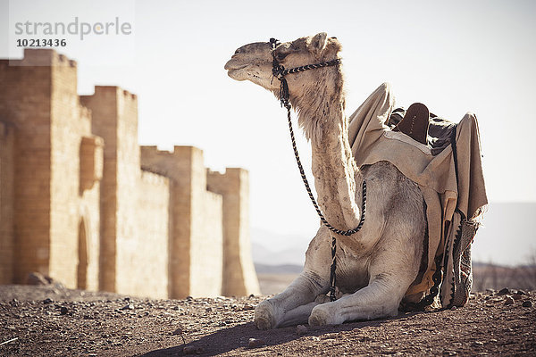 Außenaufnahme Stadtmauer ruhen Wüste Kamel Marokko Ouarzazate