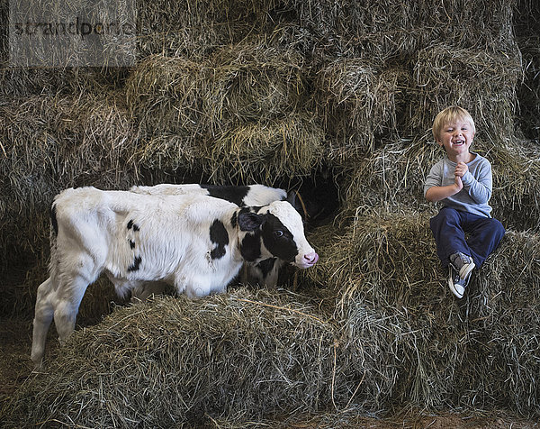 Hausrind Hausrinder Kuh nahe Europäer lachen Junge - Person Heuhaufen