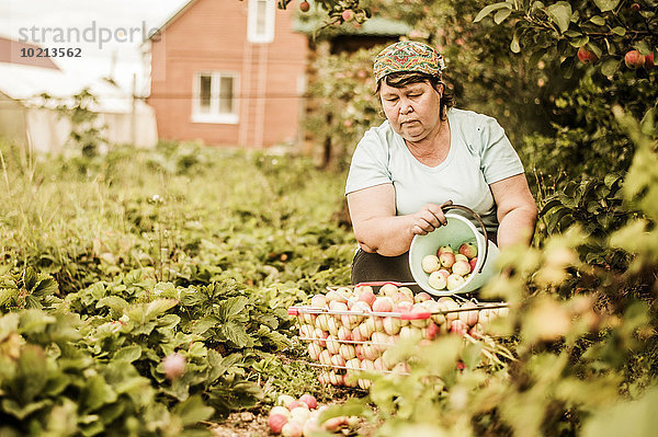 Europäer Frau Bauernhof Hof Höfe Apfel aufheben