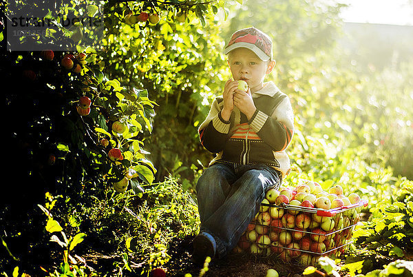 Europäer Junge - Person Obstgarten Apfel essen essend isst