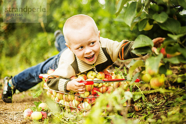 Europäer Junge - Person Obstgarten Apfel aufheben