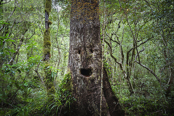 Baum Überfluss Wachstum Wald