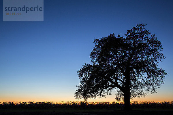 Ländliches Motiv ländliche Motive Feld Sonnenuntergang Baum Silhouette Himmel unterhalb