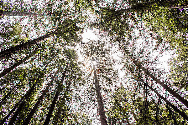 niedrig Baum Himmel unterhalb Wald Ansicht Flachwinkelansicht Winkel