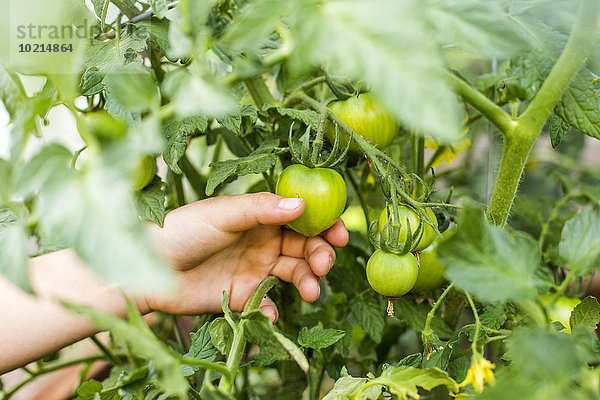 Junge - Person halten mischen Tomate Kletterpflanze Mixed