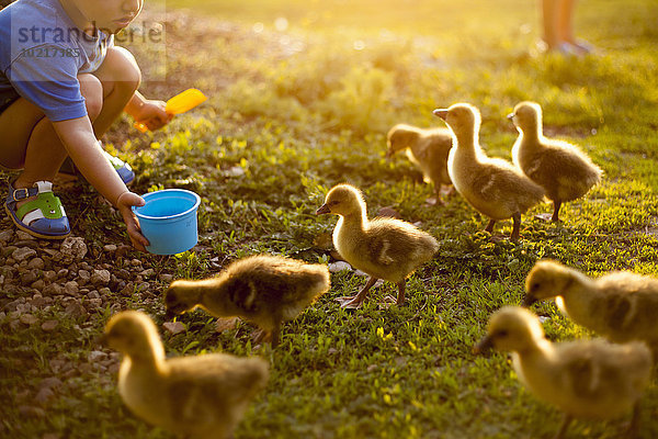 Junge - Person Bauernhof Hof Höfe Ente füttern