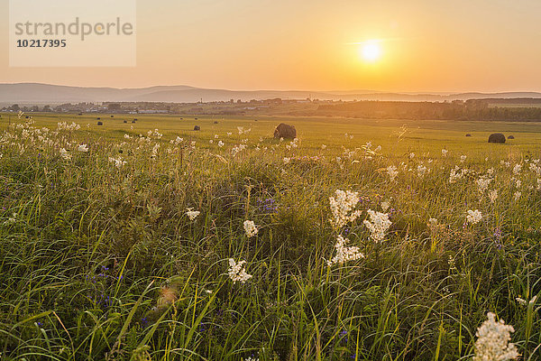Ländliches Motiv ländliche Motive Feld Sonnenuntergang Wachstum groß großes großer große großen Gras