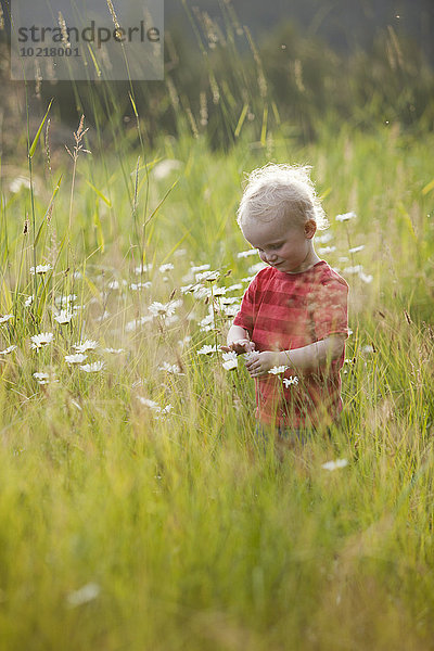 Europäer Blume Junge - Person Bewunderung groß großes großer große großen Gras