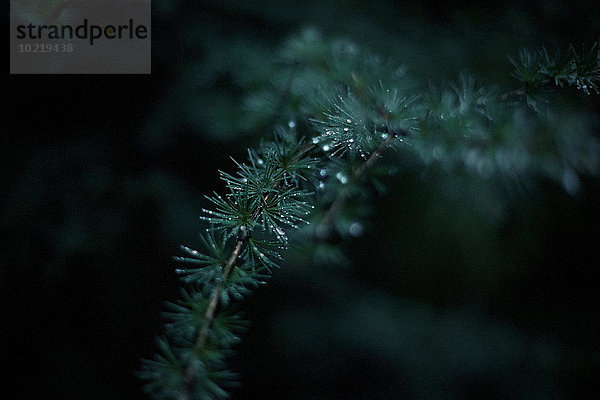 Baum heraustropfen tropfen undicht Tau Tautropfen Close-up Ast immergrünes Gehölz