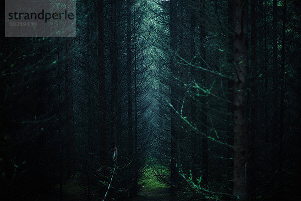 Dunkelheit Baum Wald Sonnenlicht