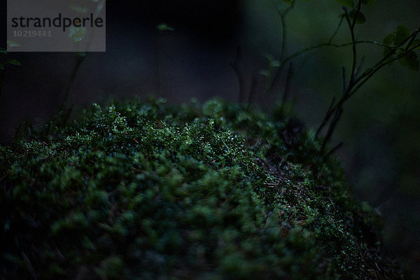 Dunkelheit Wachstum Wald Close-up Moos