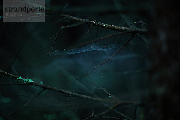 Dunkelheit Wald Close-up Ast Spinnwebe