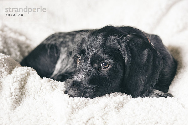 Porträt eines jungen schwarz-weißen Hundes auf einer Decke liegend
