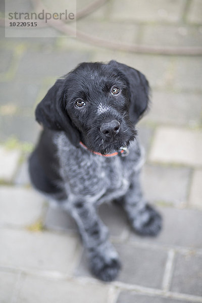 Porträt eines jungen schwarz-weißen Hundes