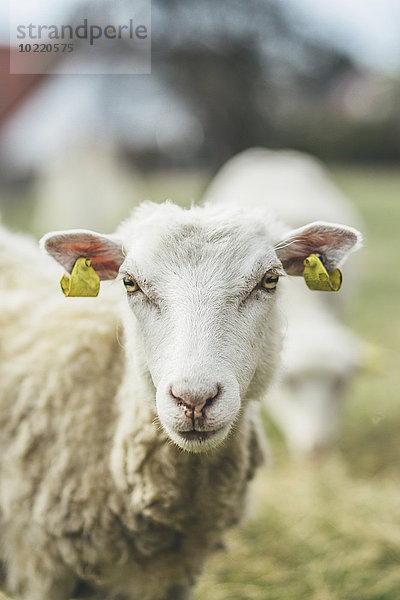 Porträt eines Schafes