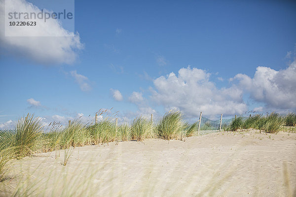 Deutschland  Mecklenburg-Vorpommern  Warnemünde  Stranddüne