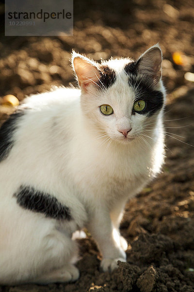 Portrait einer Katze mit grünen Augen