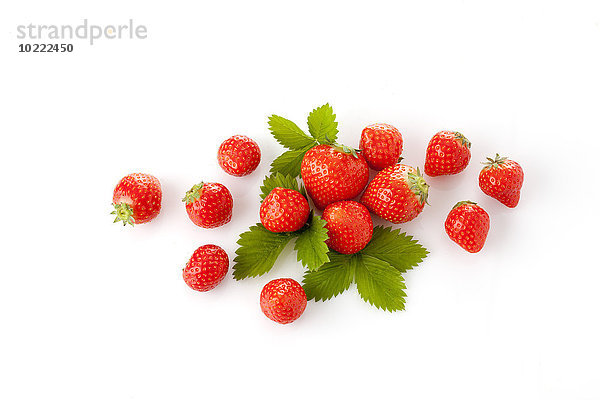 Erdbeeren  Fragaria