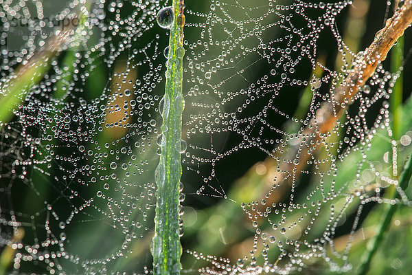 Spinnennetz mit Tautropfen  Nahaufnahme