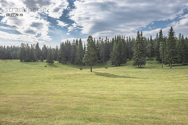 Bulgarien  Rhodopen  drei Pferde grasen auf einer Wiese vor Tannenwald