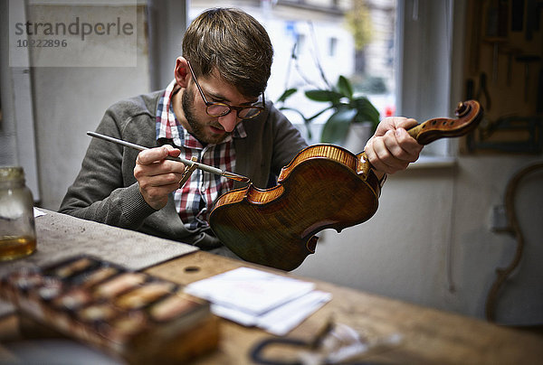 Geigenbauer in seiner Werkstatt Lackieren reparierte Geige