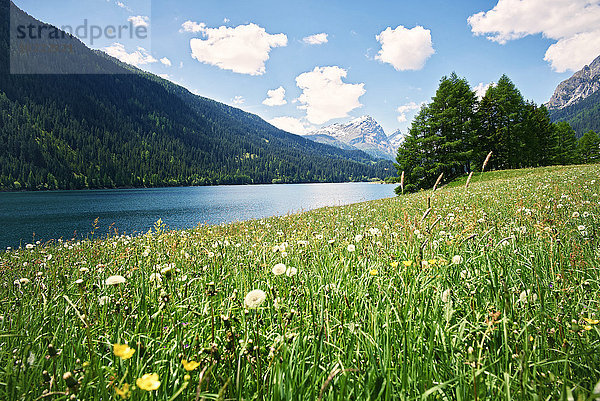 Schweiz  Graubünden  Sufers  Sufnersee und Blumenwiese