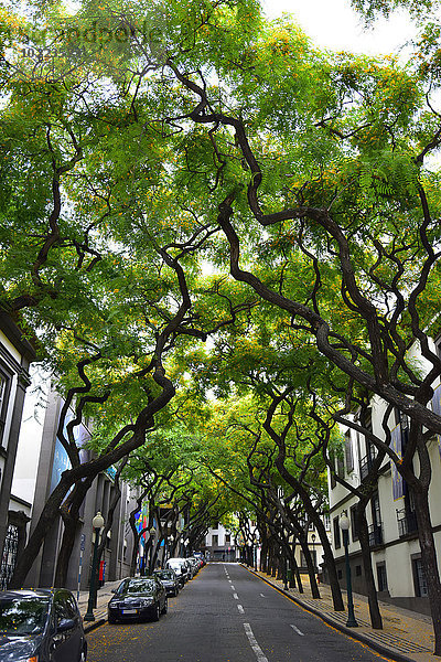 Portugal  Madeira  Straße und Bäume