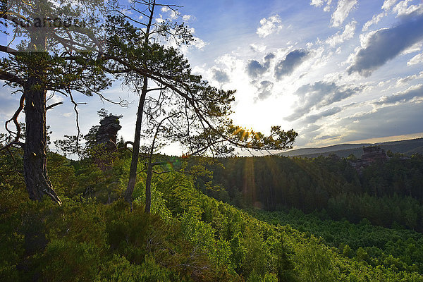 Deutschland  Blick in den Pfälzer Wald gegen die Sonne