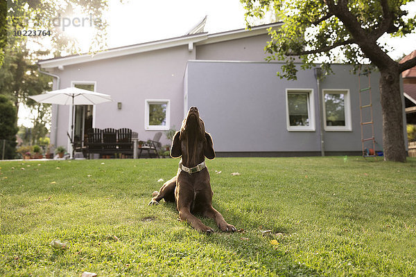 Deutschland  Eggersdorf  Hund auf Rasen im Garten liegend