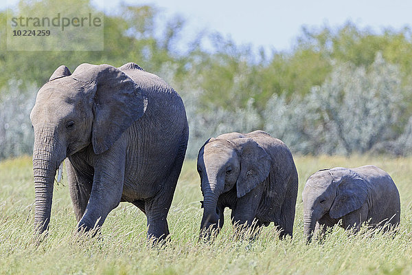 Namibia  Etosha Nationalpark  Afrikanischer Elefant und zwei Elefantenbabys