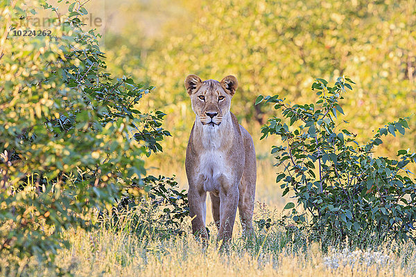 Namibia  Etosha Nationalpark  beobachtende Löwin